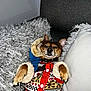 Rocco joined the competition — help win amazing prizes! dog, pet, couch, pillow, blanket, fur, clothing, coat, relaxing, indoor, cute, small_dog, brown_dog, winter_wear, animal, companion, furry, snug, home, resting