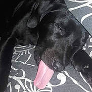 Marnie is registered to the contest to win money with this photo: dog, black_dog, sleeping, tongue_out, bedspread, patterned_bedspread, indoors, pet, canine, resting, close_up, animal, fur, cute, domestic_animal, relaxed, snout, paw, napping, cozy