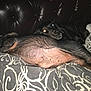 Marnie joined the competition — help win amazing prizes! dog, bed, blanket, pattern, sleeping, resting, cozy, indoor, leather_couch, two_animals, black_dog, fur, animal, pet, companion, comfort, relaxed, lying_down, domestic, snuggling
