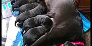 Marnie is registered to the contest to win money with this photo: dog, puppies, black_dog, nursing, blanket, carpet, indoor, window, mother_dog, sleeping, pets, animal, mammal, young, resting, collar, floor, domestic, cute, family