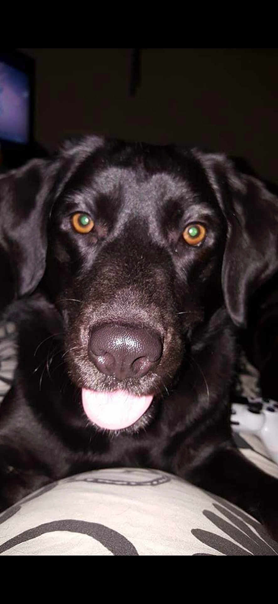 Marnie joined the competition — help win amazing prizes! dog, black_dog, close_up, tongue_out, amber_eyes, pet, animal, indoor, dark_background, shiny_fur, playful, cute, nose, ears, lying_down, bed, blanket, gaming_controller, television, night