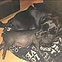 Marnie is registered to the contest to win money with this photo: dog, piglet, blanket, floor, indoor, animal, cuddling, resting, sleeping, black_dog, pet, cozy, wooden_floor, companion, cute, domestic, mammal, friendship, relaxing, home