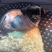 Bailey joined the competition — help win amazing prizes! puppy, dog, blanket, bed, polka_dot, cushion, fluffy, indoor, pet, small_dog, resting, cozy, soft_texture, fur, animal, cute, snug, sunlight, warm, comfort