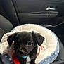 Bailey joined the competition — help win amazing prizes! puppy, dog, pet_bed, leash, black_dog, car_interior, seat, polka_dots, cute, small_dog, animal, canine, looking_up, indoor, cozy, furry, young_dog, collar, companion, adorable