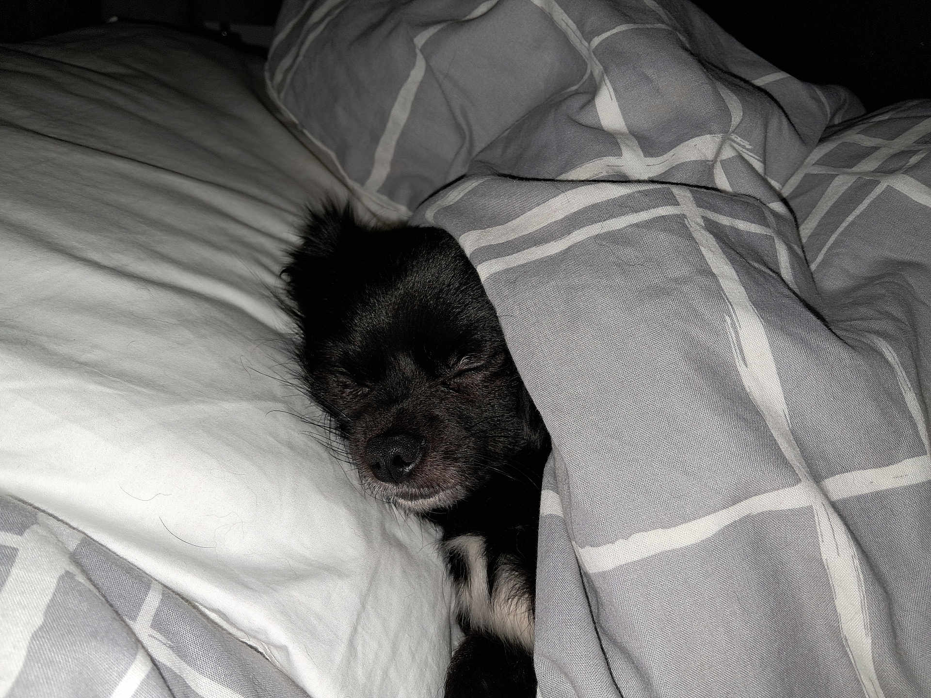 Bailey