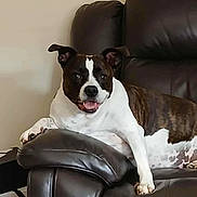 Crystal joined the competition — help win amazing prizes! animal, brown, canine, comfortable, companion, dog, domestic, furniture, happy, household, indoor, leather_couch, living_room, paw, pet, relaxed, resting, seated, tongue_out, white