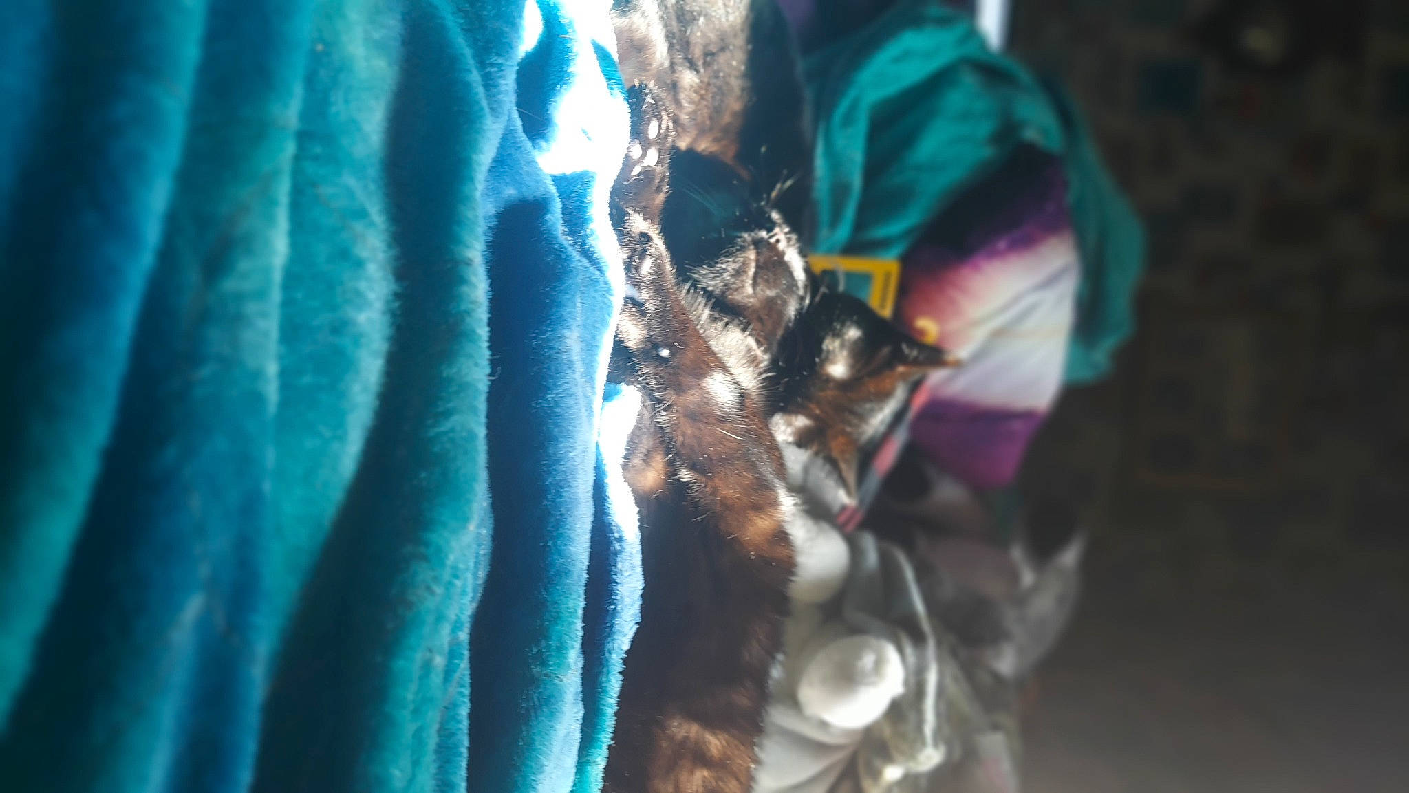 Luna joined the competition — help win amazing prizes! adventure, canidae, carnivore, darkness, dog, electric_blue, fashion_accessory, feather, fictional_character, fur, human_leg, macro_photography, magenta, recreation, sporting_group, tree, winter