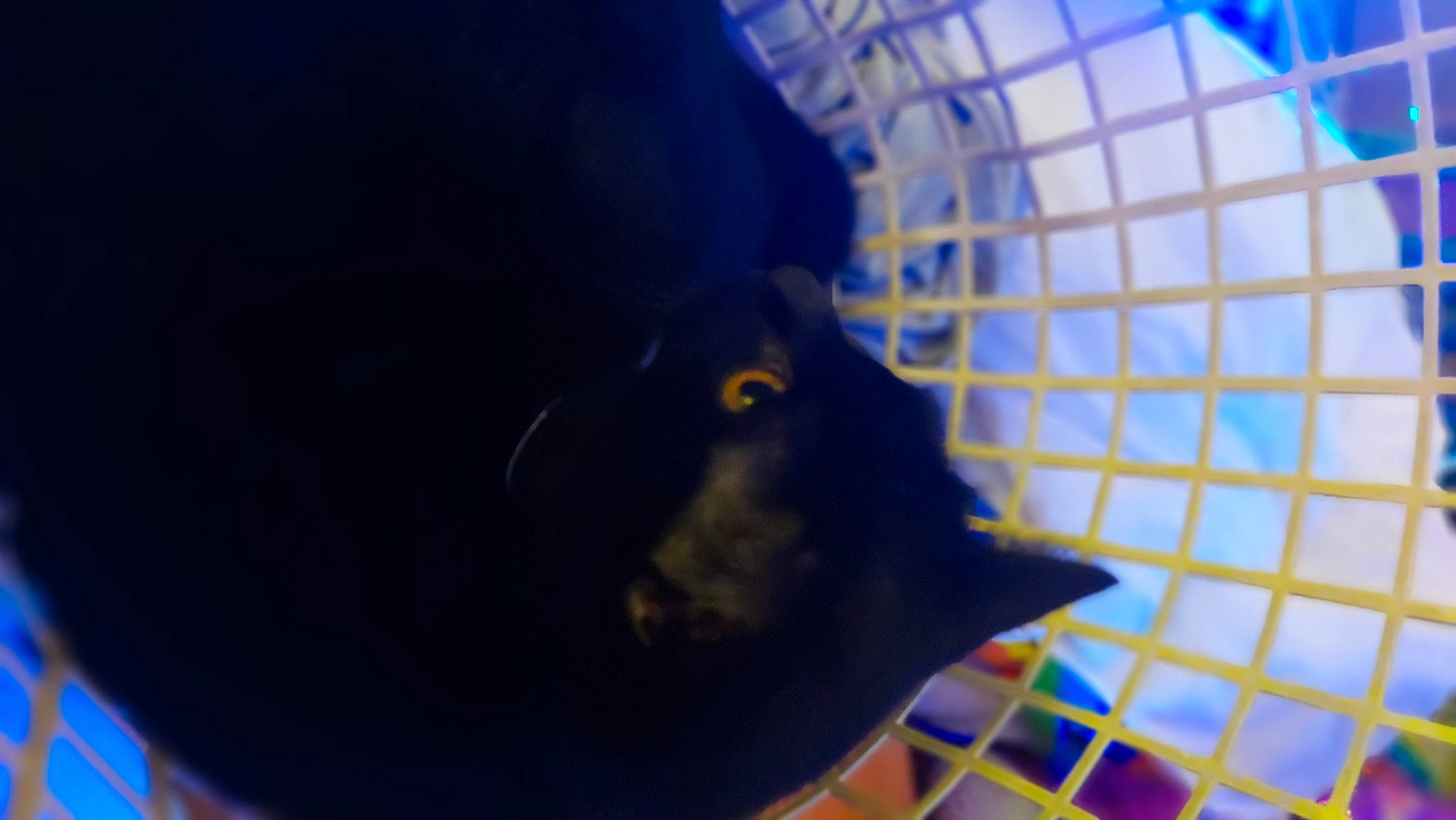 Luna is registered to the contest to win money with this photo: beak, blue, cage, circle, electric_blue, eye, fashion_accessory, felidae, fish, fun, mesh, muroidea, pattern, perching_bird, rodent, sky, small_to_medium_sized_cats, snout, space, whiskers