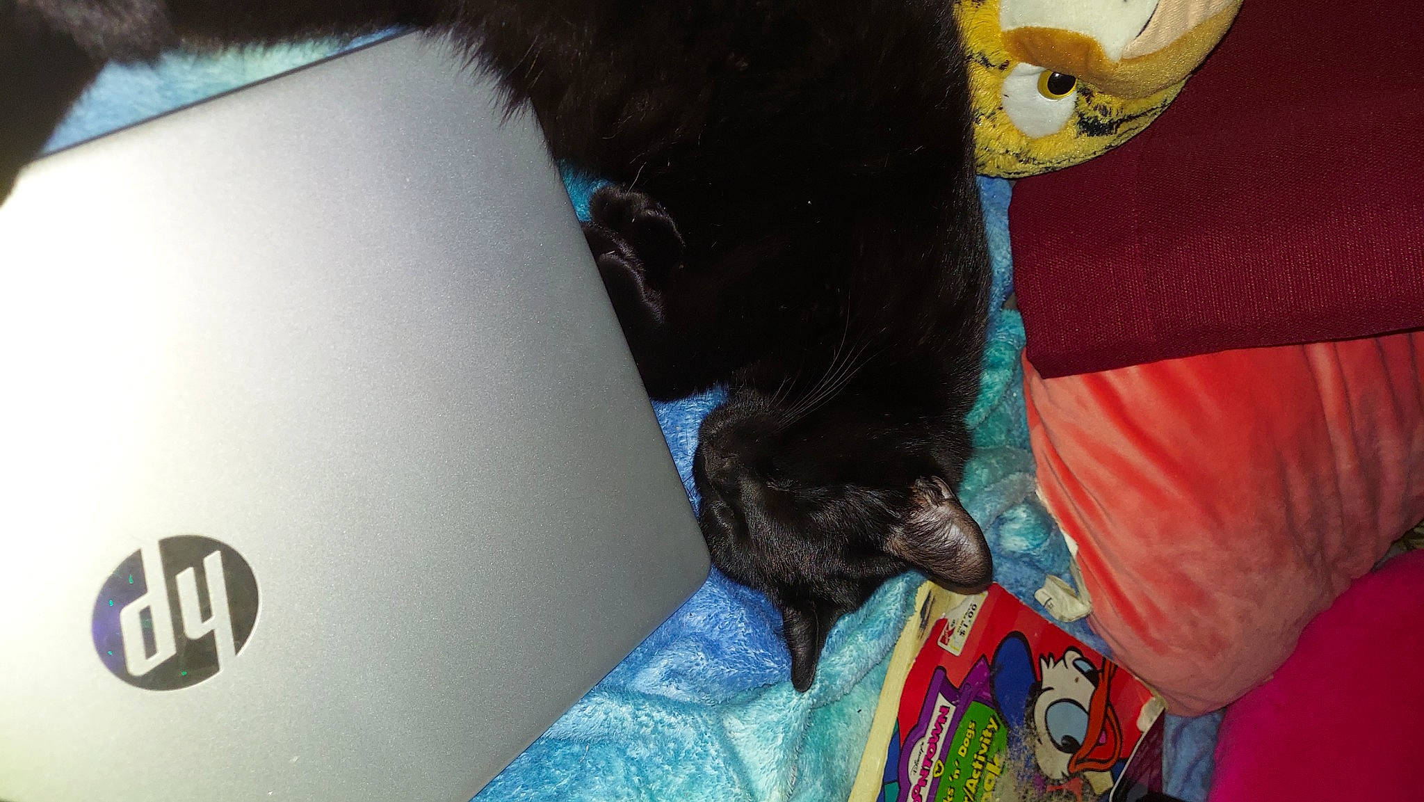 Luna joined the competition — help win amazing prizes! azure, black_cat, carnivore, comfort, companion_dog, dog, dog_breed, electric_blue, fashion_accessory, felidae, fur, gadget, laptop, linens, mammal, personal_protective_equipment, small_to_medium_sized_cats, tail, vertebrate, whiskers