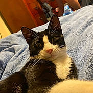 Kitler joined the competition — help win amazing prizes! animal, bed, black_and_white, blanket, cat, closeup, cozy, curious, cute, domestic, face, feline, fur, home, indoor, looking, pet, pink_nose, resting, whiskers