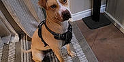 Tea joined the competition — help win amazing prizes! dog, pet, indoor, harness, curious, striped_rug, floor, tile_floor, curtains, wall, baseboard, seated, brown_dog, canine, domestic_animal, looking_up, ears_up, tail, attention, household