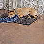 Tea joined the competition — help win amazing prizes! dog, tan_dog, lying_down, rug, blue_cloth, indoor, curtains, floor, pet, collar, relaxed, animal, domestic_animal, resting, ears, paws, looking_sideways, furniture, home, cozy