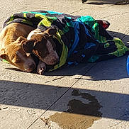 Tea is registered to the contest to win money with this photo: puppies, dogs, sleeping, towel, sunlight, concrete_floor, outdoor, blue_pool, water, nap, cute, animal, pets, wrapped, daytime, shadow, relaxing, companion, warm, resting