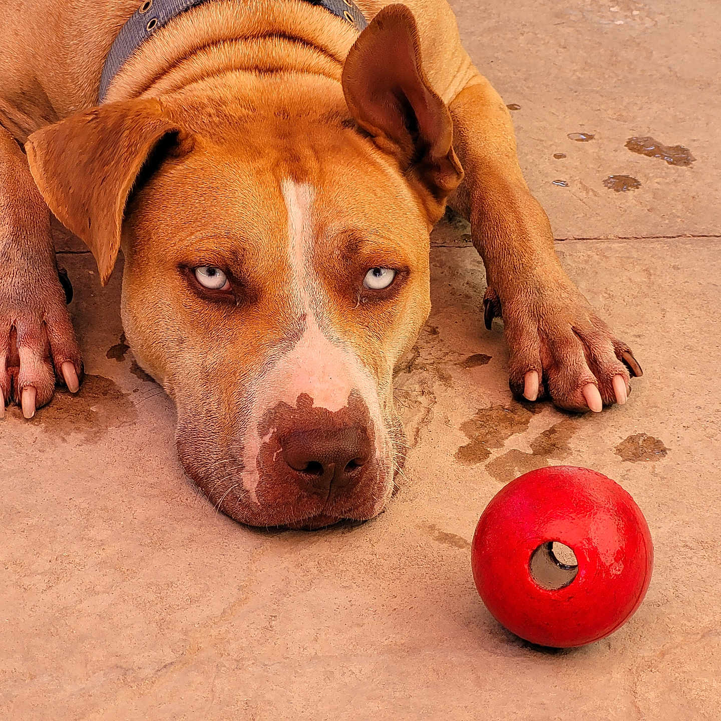Tea is registered to the contest to win money with this photo: animal, blue_eyes, brown_fur, canine, close_up, collar, concrete_floor, dog, ears, expression, focused, lying_down, nose, outdoor, paw, pet, playful, red_ball, resting, toy