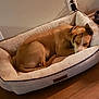 Tea is registered to the contest to win money with this photo: dog, sleeping, pet_bed, indoor, brown_dog, relaxation, floor, wall, electrical_outlet, cozy, resting, canine, fur, domestic_animal, quiet, comfortable, paw, collar, household, napping