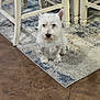 dog, white_dog, indoor, rug, furniture, table, chair, pet, canine, floor, curious, sitting, small_dog, domestic_animal, fur, ears, tail, wooden, home, cozy