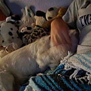 Fred is registered to the contest to win money with this photo: blanket, blur, bunny_toy, clothing, cozy, dog, furry, hand, indoor, leopard_print, panda_toy, person, petting, plush_toys, sitting, soft_toys, spotty_dog_toy, stuffed_animals, wall, white_dog