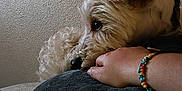 Fred is registered to the contest to win money with this photo: dog, white_dog, pet, hand, bracelet, beads, resting, close_up, texture, wall, indoor, companion, calm, intimate, furry, collar, paw, human_hand, relaxation, comfort