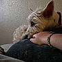 dog, white_dog, pet, hand, bracelet, beads, resting, close_up, texture, wall, indoor, companion, calm, intimate, furry, collar, paw, human_hand, relaxation, comfort