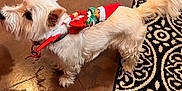 Fred is registered to the contest to win money with this photo: animal, costume, curious, decor, dog, ears, elf_doll, floor, fur, holiday, indoor, patterned_rug, pet, rug, small_dog, standing, tail, tile_floor, toy, white_dog