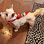 dog, white_dog, small_dog, elf_doll, toy, costume, floor, tile_floor, rug, patterned_rug, indoor, pet, fur, animal, ears, tail, curious, standing, decor, holiday
