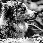 Marley a rejoint le concours — aidez-le/la à gagner de superbes lots ! dog, canine, portrait, profile_view, side_view, fur, whiskers, snout, nose, outdoors, nature, black_and_white, monochrome, bokeh, blurred_background, forest, tree, pet, closeup, animal