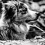 dog, canine, portrait, profile_view, side_view, fur, whiskers, snout, nose, outdoors, nature, black_and_white, monochrome, bokeh, blurred_background, forest, tree, pet, closeup, animal