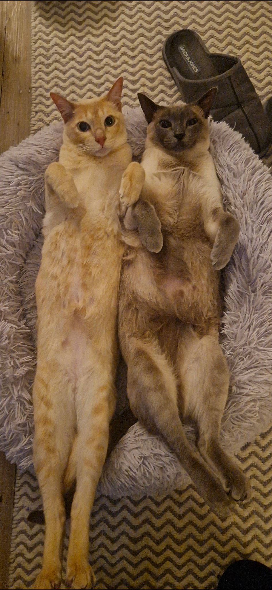 Luna And Samuel is registered to the contest to win money with this photo: carnivore, cat, claw, comfort, domestic_short_haired_cat, fawn, felidae, fur, paw, pet_supply, small_to_medium_sized_cats, snout, tail, terrestrial_animal, whiskers