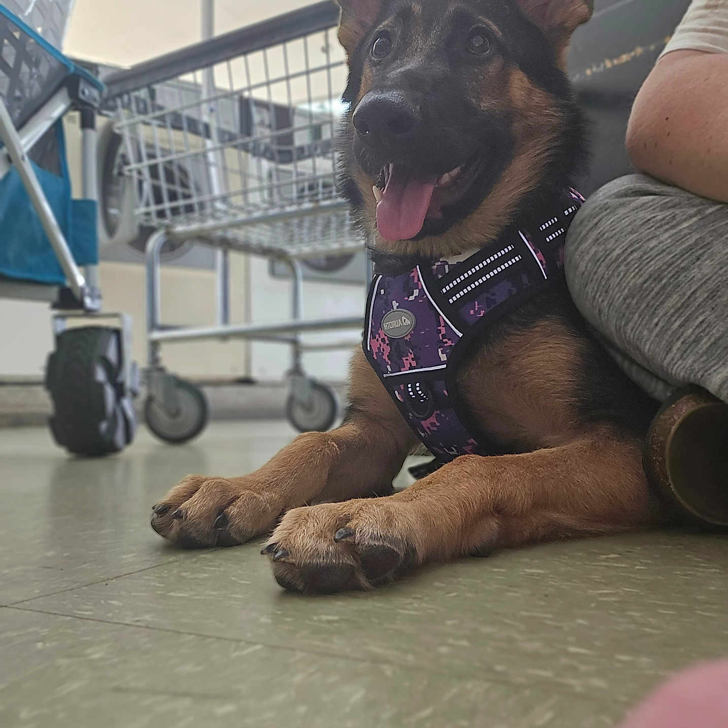 Bella joined the competition — help win amazing prizes! animal, baby, canine, dog, e_scooter, germanshepherd, hound, machine, person, pet, policedog, puppy, racket, shoppingcart, sport, tennis, tennisracket, transportation, vehicle, wheel