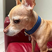 Chico is registered to the contest to win money with this photo: dog, small_dog, tan_dog, blue_collar, red_couch, indoor, pet, side_profile, ears, short_fur, animal, canine, domestic_animal, looking_away, furniture, leather, closeup, alert, companion, housepet