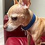 dog, small_dog, tan_dog, blue_collar, red_couch, indoor, pet, side_profile, ears, short_fur, animal, canine, domestic_animal, looking_away, furniture, leather, closeup, alert, companion, housepet