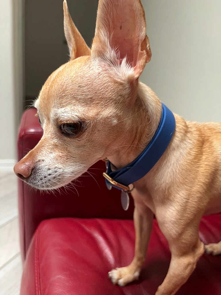 Chico