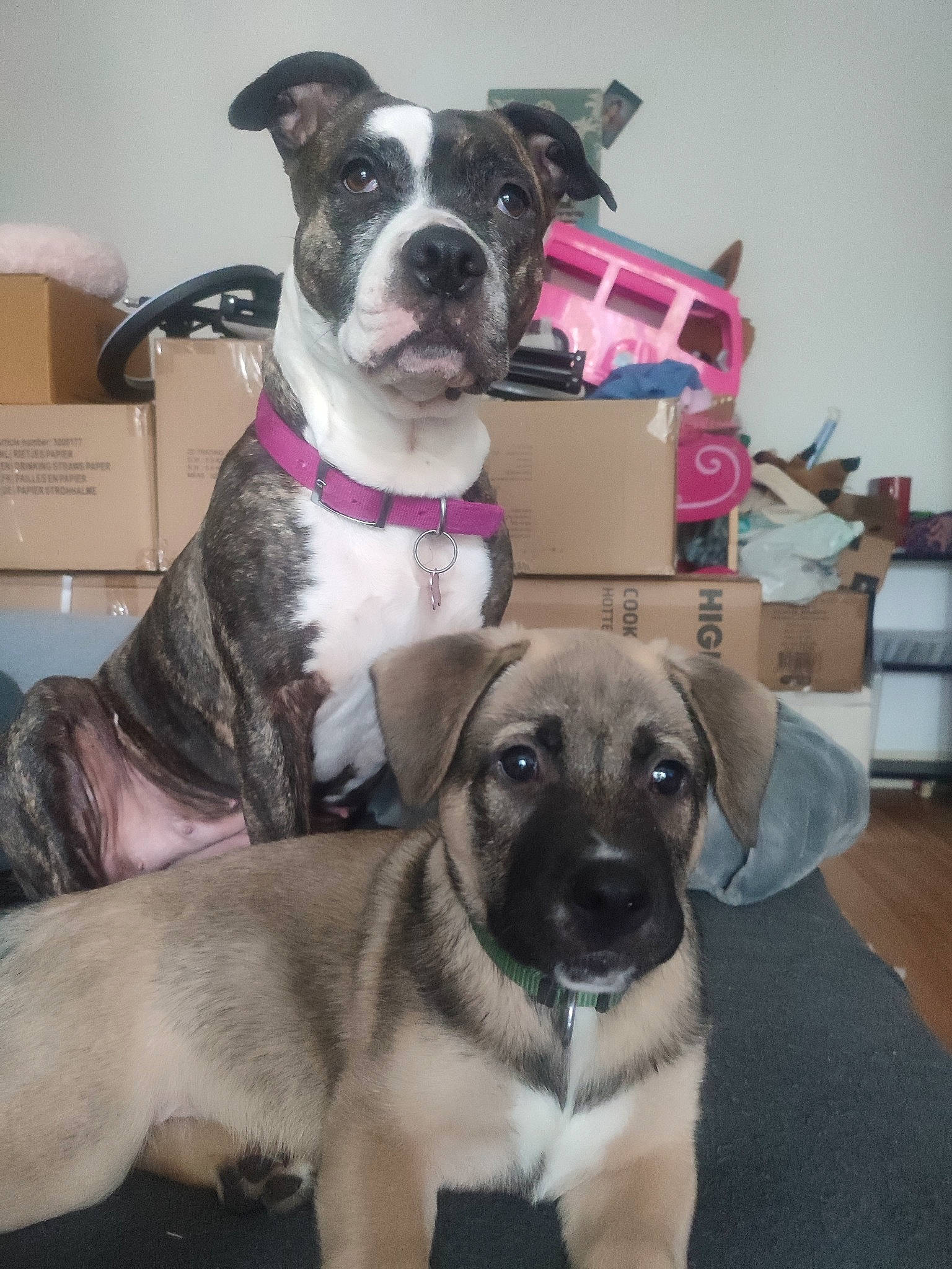 Vulcain a rejoint le concours — aidez-le/la à gagner de superbes lots ! box, canidae, carnivore, collar, companion_dog, dog, dog_breed, dog_collar, dog_supply, fawn, fur, guard_dog, leash, non_sporting_group, pet_supply, shipping_box, snout, sporting_group, whiskers, working_animal