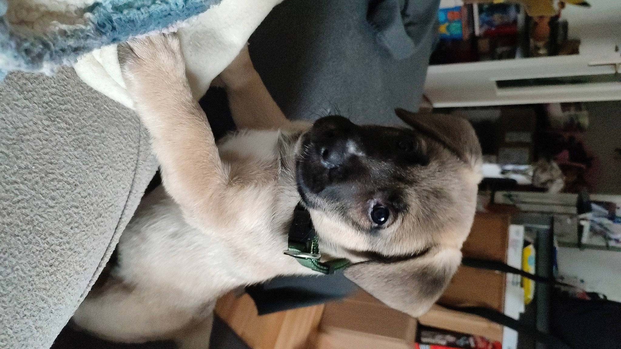 Vulcain a rejoint le concours — aidez-le/la à gagner de superbes lots ! canidae, carnivore, collar, comfort, companion_dog, dog, dog_breed, ear, fawn, foot, fur, gesture, jaw, non_sporting_group, paw, shelf, snout, sporting_group, whiskers, working_animal