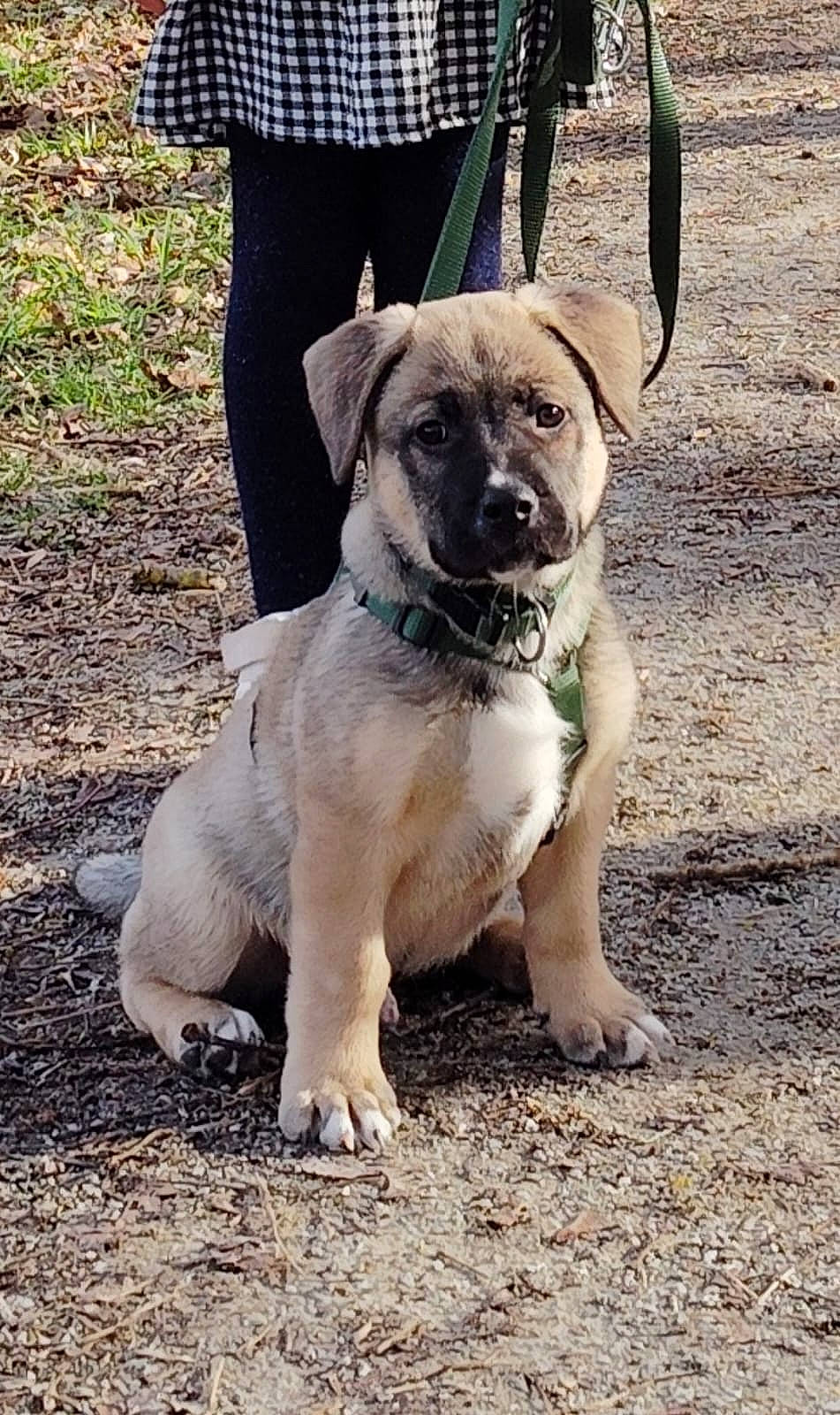 Vulcain participe au concours pour gagner de l'argent avec cette photo : collar, companion_dog, dog, dog_breed, dog_collar, grass, guard_dog, leash, non_sporting_group, pattern, paw, plaid, plant, soil, tail, tartan, tree, working_animal, working_dog, wrinkle
