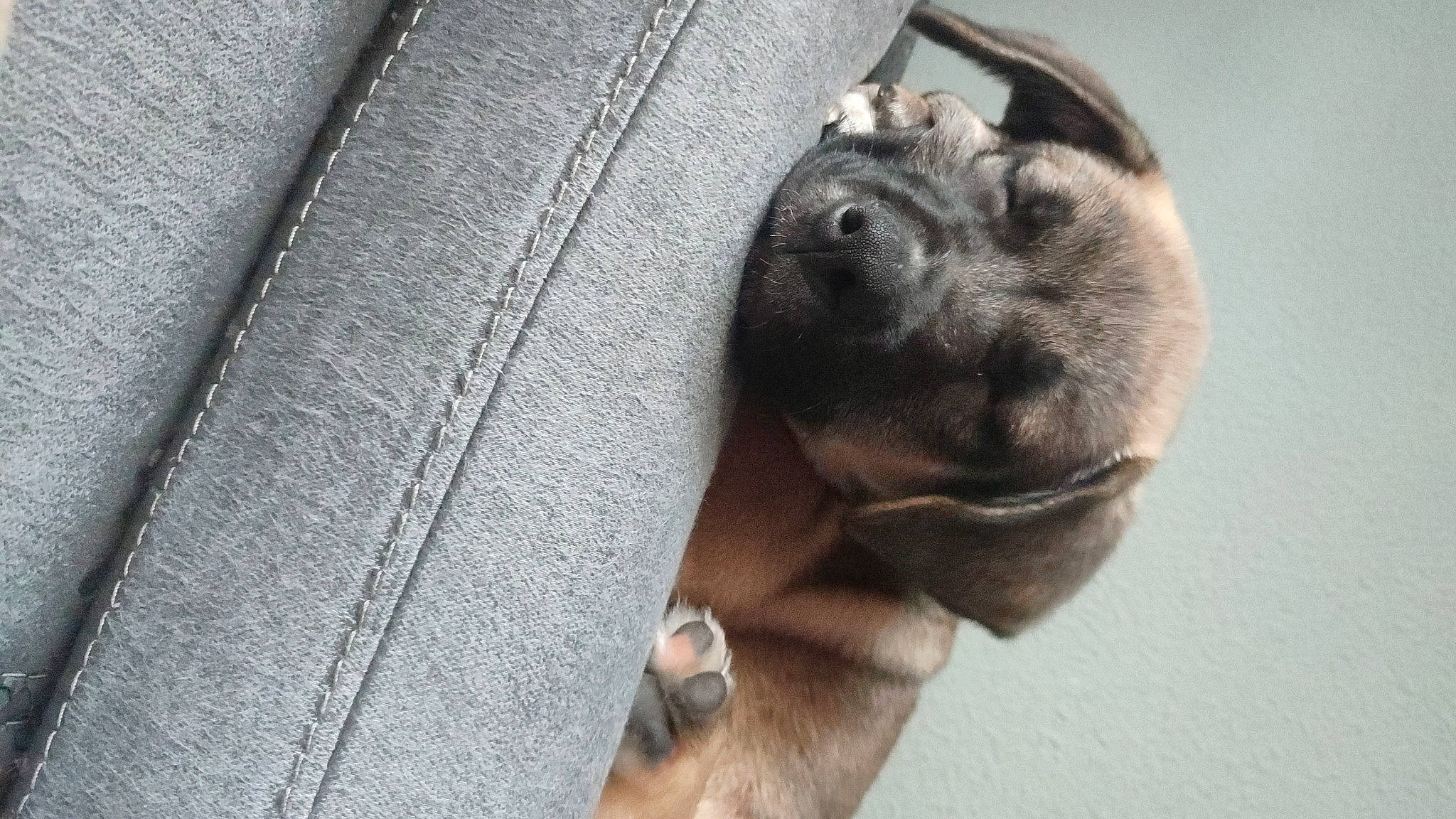 Vulcain participe au concours pour gagner de l'argent avec cette photo : canidae, carnivore, companion_dog, denim, dog, dog_breed, ear, eye, fawn, fur, grey, liver, snout, sporting_group, terrestrial_animal, whiskers, wildlife, working_animal, wrinkle