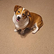 Sparky joined the competition — help win amazing prizes! dog, brown, white, pet, canine, sitting, carpet, indoor, happy, looking_up, ears, tongue, fur, animal, cute, companion, friendly, domestic, portrait, young_dog