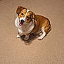 dog, brown, white, pet, canine, sitting, carpet, indoor, happy, looking_up, ears, tongue, fur, animal, cute, companion, friendly, domestic, portrait, young_dog