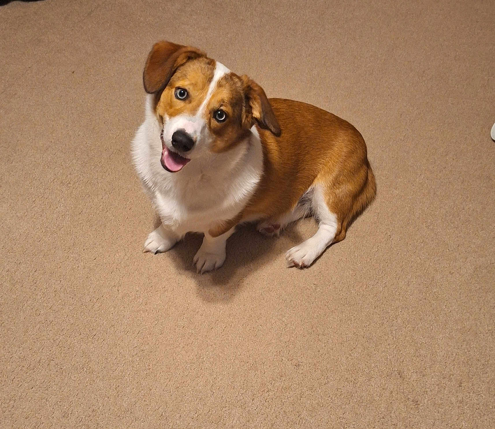 Sparky
