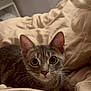 cat, tabby, pet, animal, bed, indoor, cozy, whiskers, fur, ears, eyes, curious, resting, closeup, cute, feline, soft, comfort, domestic, young