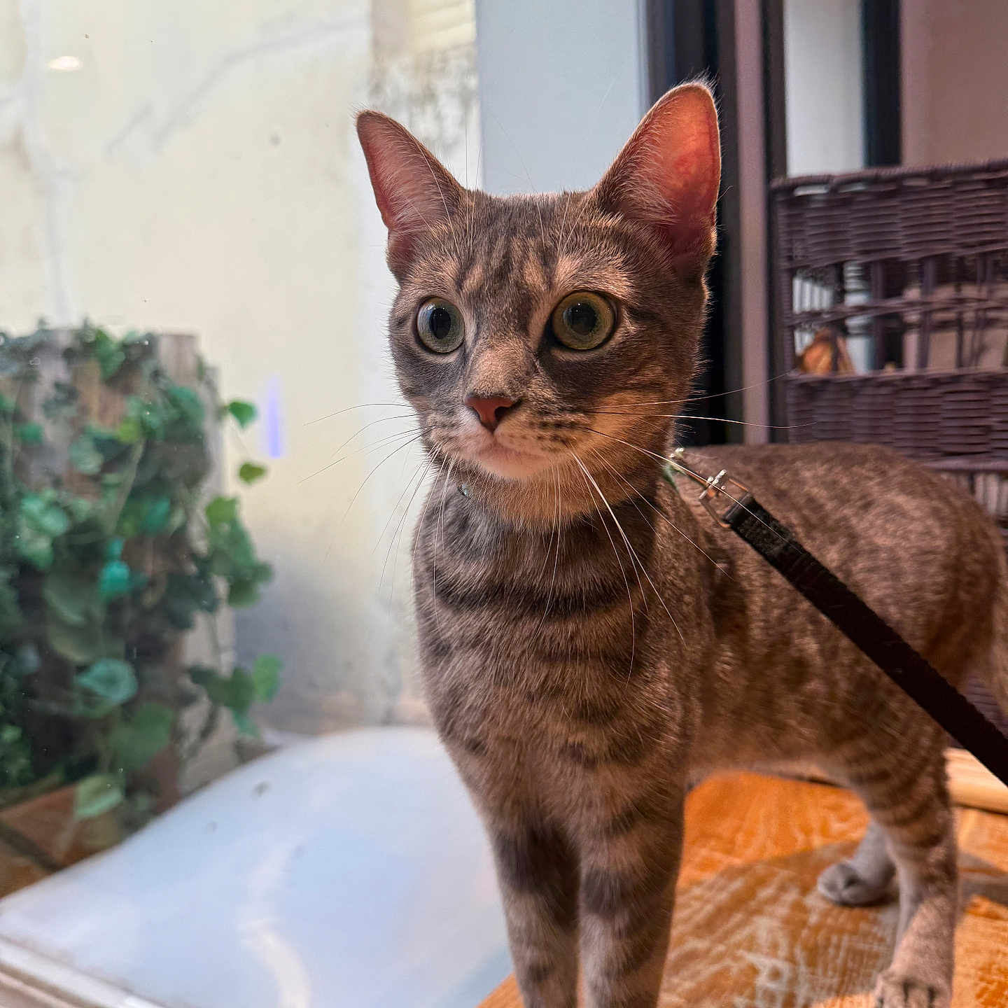 Marley a rejoint le concours — aidez-le/la à gagner de superbes lots ! animal, cat, closeup, curious, domestic, ears, feline, greenery, home, indoor, leash, natural_light, pet, portrait, standing, tabby_cat, wicker_furniture, wide_eyes, window, wooden_surface