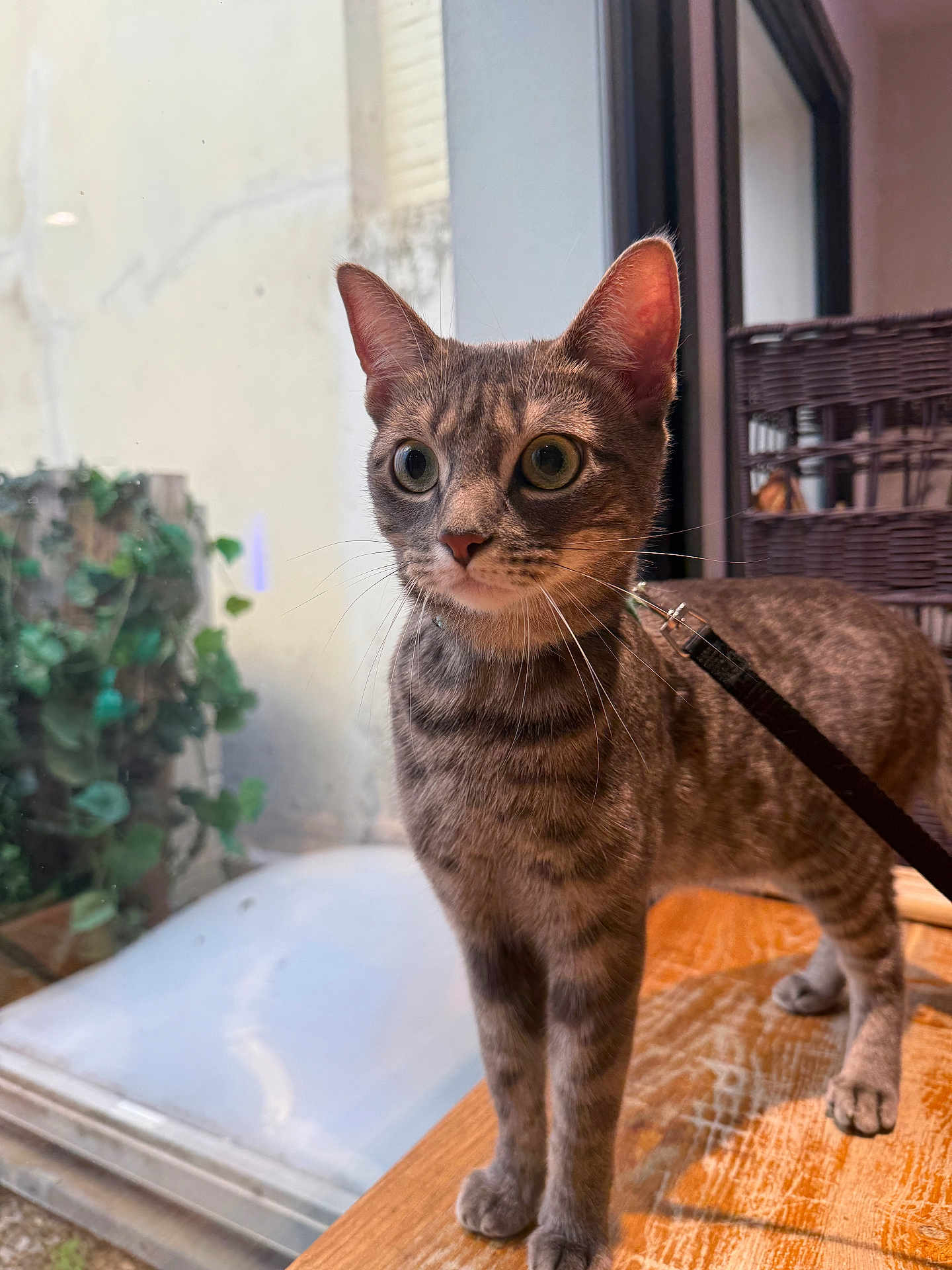Marley a rejoint le concours — aidez-le/la à gagner de superbes lots ! cat, tabby_cat, indoor, leash, wooden_surface, window, greenery, wicker_furniture, curious, wide_eyes, ears, pet, animal, feline, domestic, standing, closeup, portrait, home, natural_light