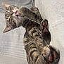 Marley a rejoint le concours — aidez-le/la à gagner de superbes lots ! cat, tabby, paw, close_up, licking, pink_paw_pads, whiskers, fur, pet, animal, cute, playful, relaxed, bed, blanket, indoor, feline, sleepy, striped, soft