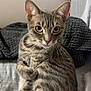 Marley participe au concours pour gagner de l'argent avec cette photo : cat, tabby, pet, animal, feline, indoor, cute, whiskers, ears, eyes, fur, striped, relaxed, sitting, cozy, blanket, home, curious, closeup, portrait