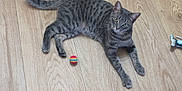 Marley participe au concours pour gagner de l'argent avec cette photo : cat, gray_tabby, green_eyes, wooden_floor, toy_ball, indoor, furniture_legs, curious, pet, animal, flooring, playful, domestic_cat, relaxed, striped_fur, looking_up, four_legs, tail, whiskers, ears