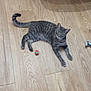 cat, gray_tabby, green_eyes, wooden_floor, toy_ball, indoor, furniture_legs, curious, pet, animal, flooring, playful, domestic_cat, relaxed, striped_fur, looking_up, four_legs, tail, whiskers, ears