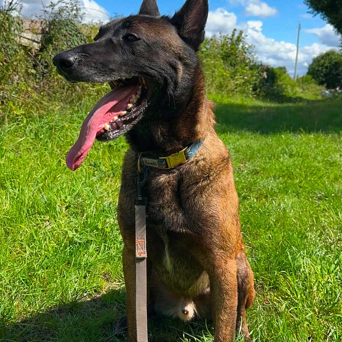 Rex participe au concours pour gagner de l'argent avec cette photo : accessories, animal, canine, cloud, dog, field, germanshepherd, grass, grassland, green, nature, outdoors, pet, plant, policedog, sky, strap, tree, vegetation, yard