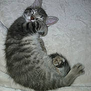 Smokey is registered to the contest to win money with this photo: kitten, sleeping, tabby, cat, pet, fur, paw, blanket, cozy, cute, domestic_animal, animal, resting, whiskers, soft, feline, young, indoor, cute_pet, fluffy