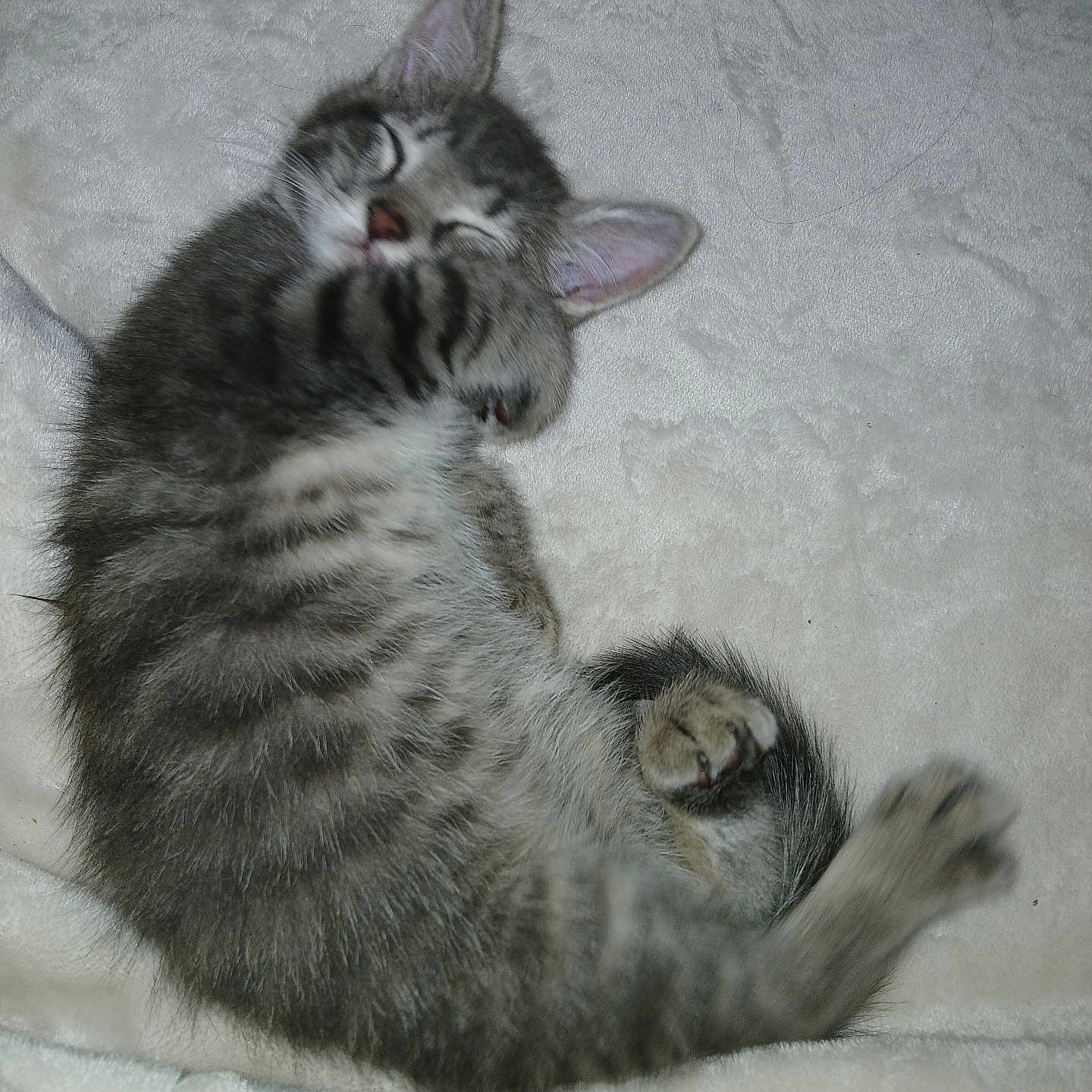 Smokey is registered to the contest to win money with this photo: animal, blanket, cat, cozy, cute, cute_pet, domestic_animal, feline, fluffy, fur, indoor, kitten, paw, pet, resting, sleeping, soft, tabby, whiskers, young