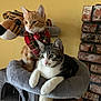 animal, black_and_white_cat, brick_wall, cat, cat_tree, cozy, cute, domestic_cat, ears, feline, indoor, orange_tabby, paw, pet, plaid_bandana, relaxed, resting, sitting, whiskers, yellow_wall
